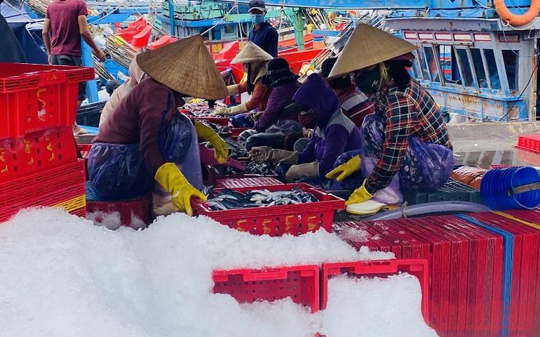 Đóng cửa cảng cá, hàng nghìn tấn hải sản tàu thuyền xa bờ nguy cơ hư hỏng -0