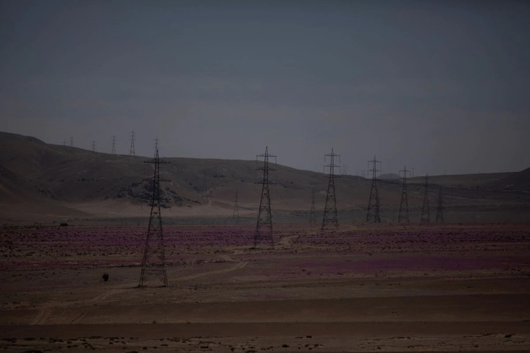 Hoa nở rộ trên sa mạc ở Chile, bất chấp hạn hán -0