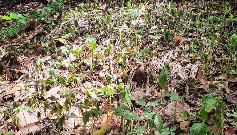 Khám phá mùa trồng mới “quốc bảo” sâm Ngọc Linh -0