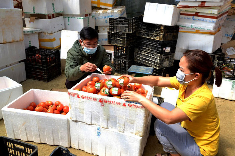 Nông dân Sa Pa vượt dịch phát triển sản xuất -0