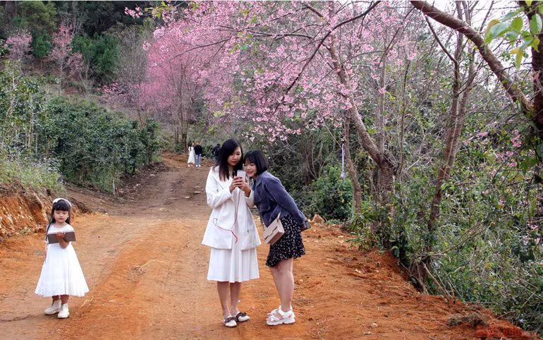 Sắc hồng giữa cao nguyên Lang Biang -2