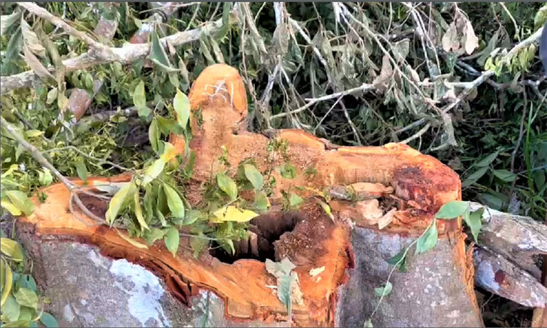 Khởi tố vụ phá rừng tự nhiên quy mô lớn -0