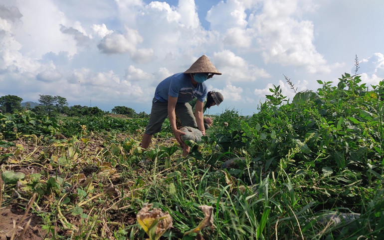 Không người mua, người trồng bí ở Hòa Hội gặp khó -0