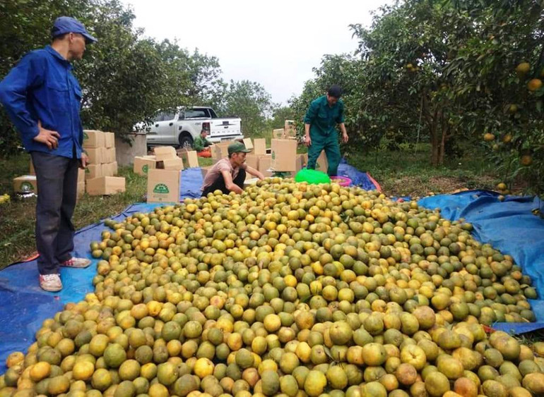 Chuyện “giải cứu” quýt và nghịch lý ở Quỳ Hợp -0