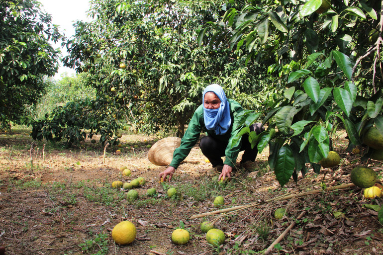 Chuyện “giải cứu” quýt và nghịch lý ở Quỳ Hợp (Bài 1) -0