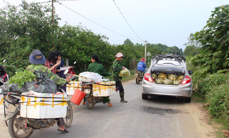 Chuyện “giải cứu” quýt và nghịch lý ở Quỳ Hợp -0
