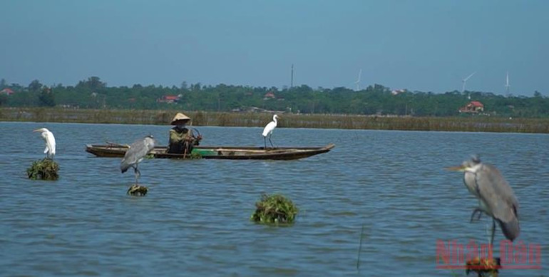 Quảng Bình: Ngăn chặn nạn tận diệt chim trời -0