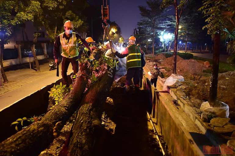 Hà Nội: Công nhân xuyên đêm đánh chuyển cây xanh để mở rộng đường Hoàng Quốc Việt -0