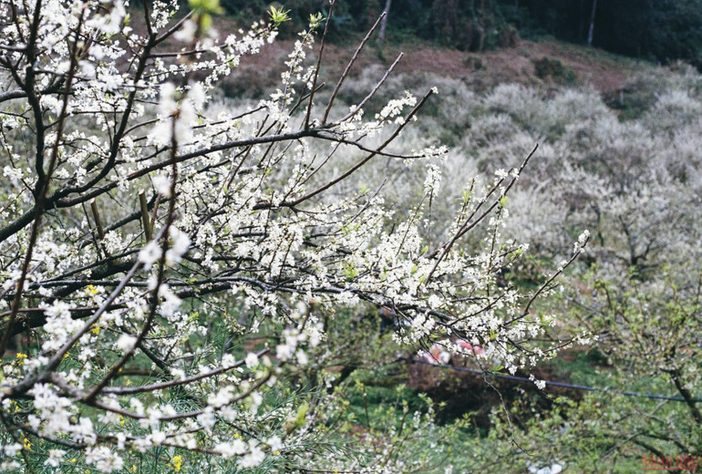 Ngất ngây mùa hoa mận trắng ở Mu Náu, Mộc Châu -0