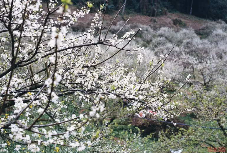 Ngất ngây mùa hoa mận trắng ở Mu Náu, Mộc Châu -0