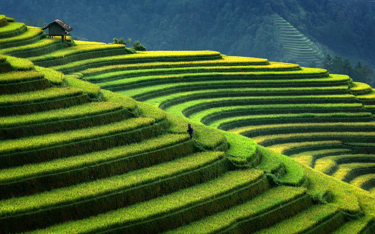 Ruộng bậc thang Mù Cang Chải (Ảnh: GETTYIMAGE/LONELYPLANET) Việt Nam trong top điểm đến tốt nhất để du lịch cá nhân -0