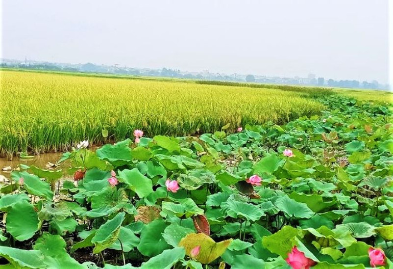 Mùa sen thơm ngát giữa mùa lúa ở tâm dịch Covid-19 -0