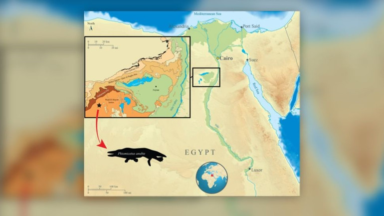 Bản đồ mô tả chi tiết về khu vực Fayum Depression ở Ai Cập, nơi các nhà cổ sinh vật học tìm thấy hóa thạch cá voi. (Ảnh: Gohar AS và cộng sự). Ai Cập tìm thấy hóa thạch cá voi bốn chân 43 triệu năm tuổi -0