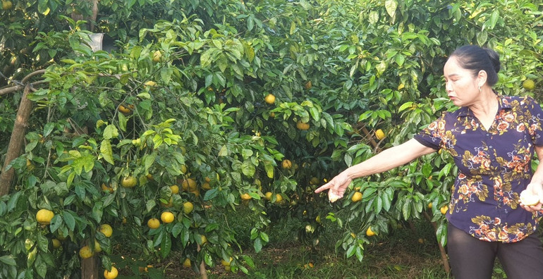 Chuyện “giải cứu” quýt và nghịch lý ở Quỳ Hợp -0