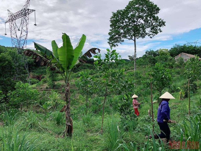 Người phụ nữ bản Thổ khát vọng hồi sinh những cánh rừng và giấc mơ sinh kế bền vững -0