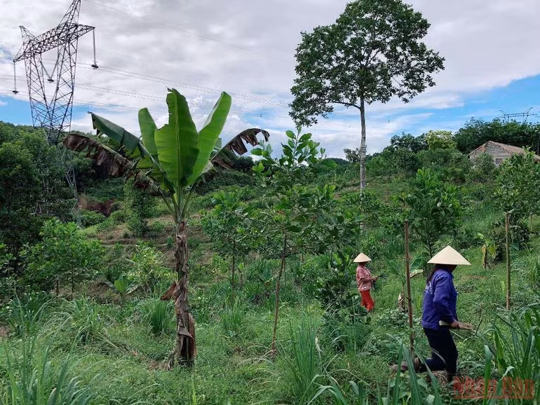 Người phụ nữ bản Thổ khát vọng hồi sinh những cánh rừng và giấc mơ sinh kế bền vững -0