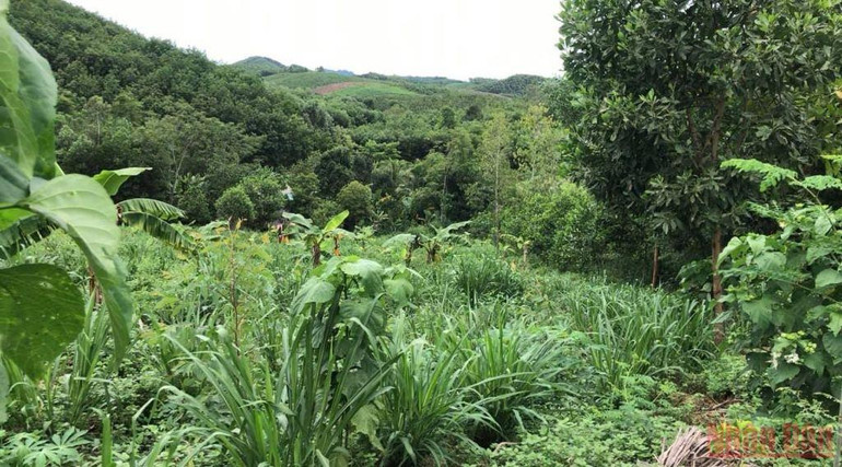 Người phụ nữ bản Thổ khát vọng hồi sinh những cánh rừng và giấc mơ sinh kế bền vững -0