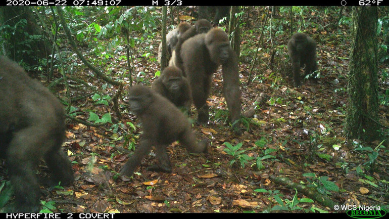 Khỉ đột quý hiếm nhất thế giới sinh con -0