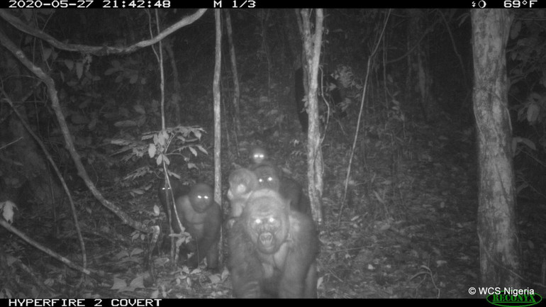 Khỉ đột quý hiếm nhất thế giới sinh con -0