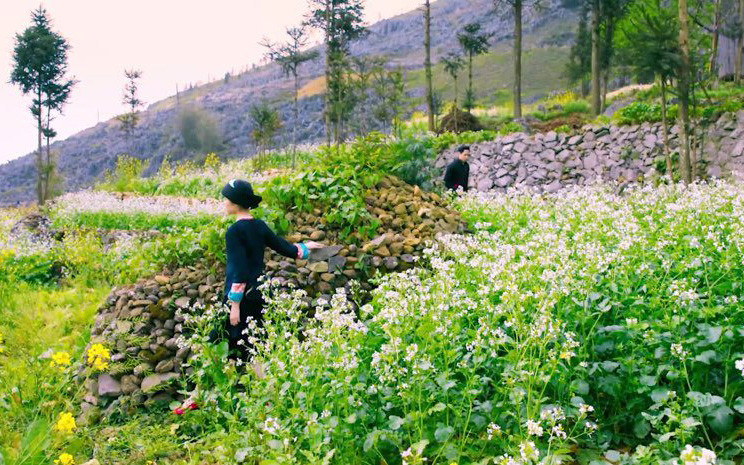 Hoa tam giác mạch và hoa cải, những đặc trưng của mùa xuân Hà Giang. Ca sĩ Vũ Thắng Lợi quảng bá du lịch Hà Giang qua MV mới -0