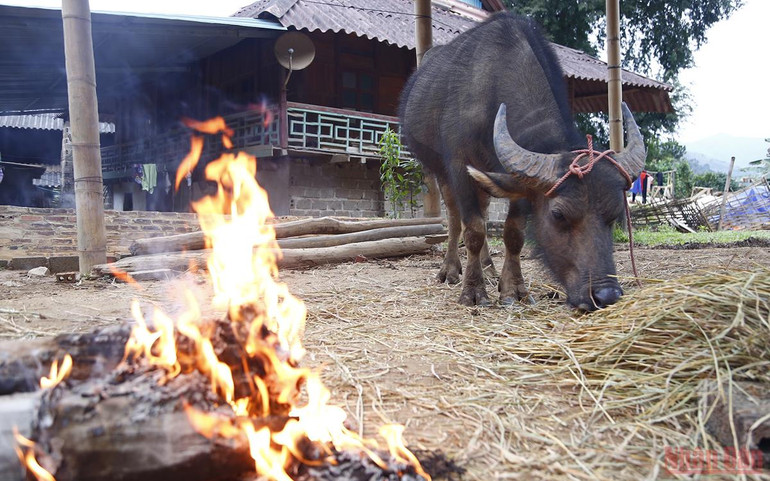 Người vùng cao chăm lo “đầu cơ nghiệp” khi giá rét -0