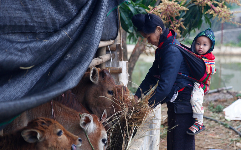 Người vùng cao chăm lo “đầu cơ nghiệp” khi giá rét -0