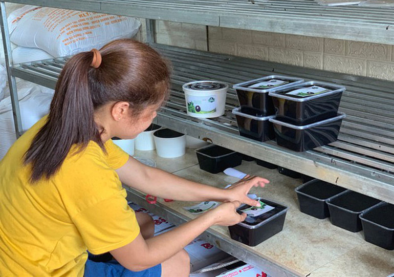 Thạch đen, cây “giảm nghèo” ở Thạch An, Cao Bằng -0