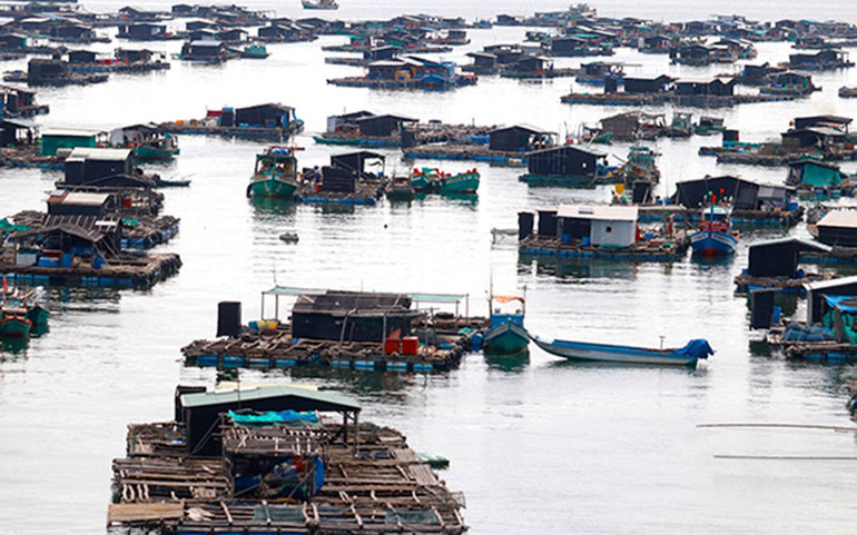 Những bè cá trên biển. Hai ngày ở xứ biển, đảo Kiên Giang -0