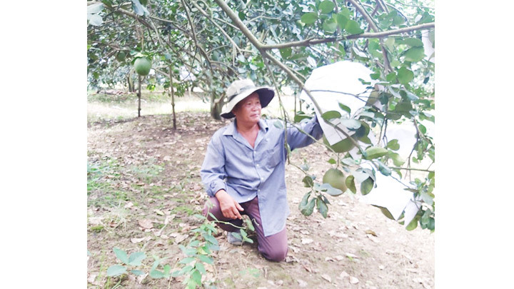 Ông Ngô Văn Thân bên vườn bưởi của mình. Tân Triều, nơi bưởi chờ xuân -0