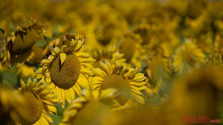 Thăm đồng hướng dương Nga -0