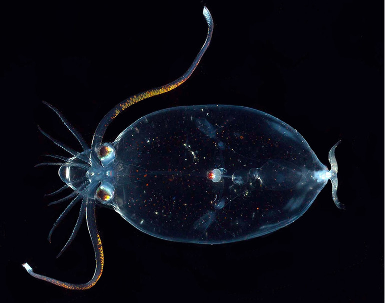 Sáu sinh vật kỳ diệu có thể nhìn xuyên thấu -0