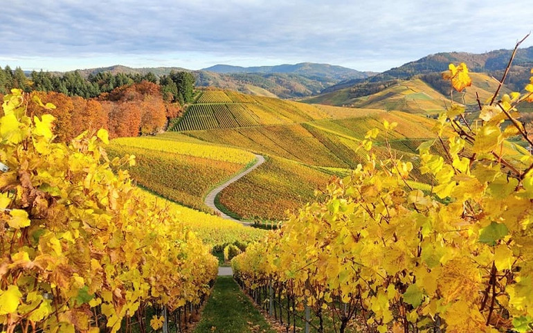 Con đường trở thành thủ khoa đại học Pháp của nữ sinh trường làng -5