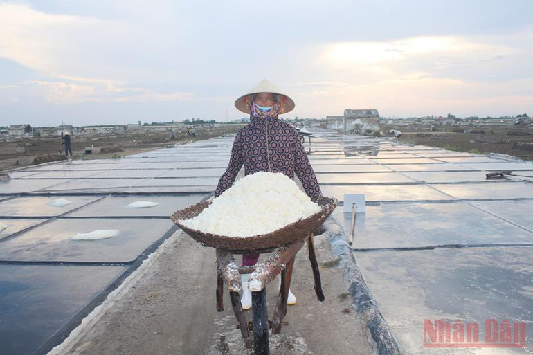 Giá muối tăng, người làm muối Quỳnh Lưu phấn khởi bám nắng sản xuất -0