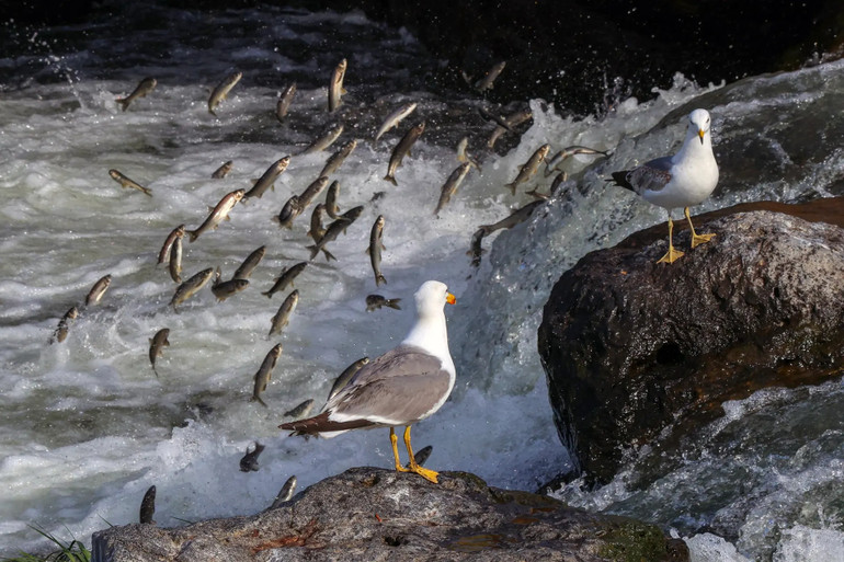 Những bức ảnh ấn tượng về động vật hoang dã trong tuần -0