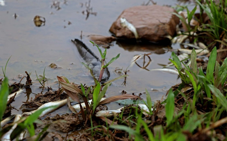 Cần xử lý dứt điểm tình trạng ô nhiễm tại suối Cái -0