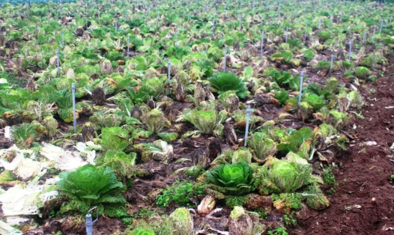 Chung tay giúp người trồng rau Nghệ An tiêu thụ sản phẩm -0