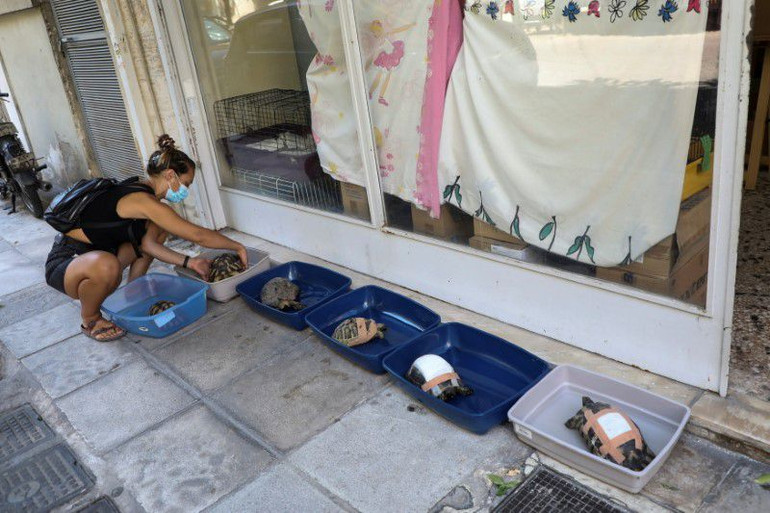 Mất phương hướng vì cháy rừng, cò di cư chết hàng loạt khi băng qua Hy Lạp -0