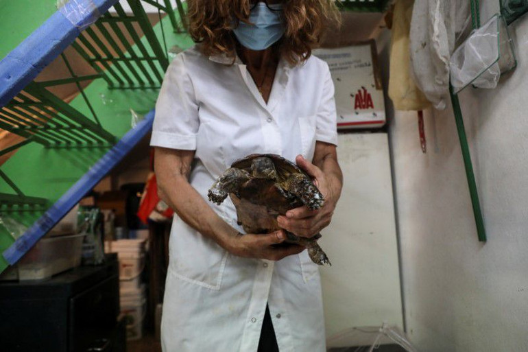 Mất phương hướng vì cháy rừng, cò di cư chết hàng loạt khi băng qua Hy Lạp -0