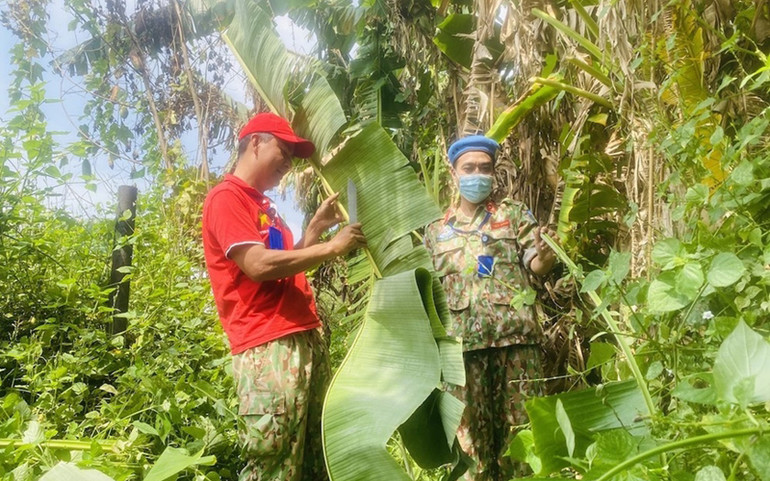 Các cán bộ, y bác sĩ phải thu gom từng tàu lá chuối ở thủ đô Juba để mang về Bentiu gói bánh. (Ảnh: Báo Quân đội Nhân dân) Các cán bộ, y bác sĩ phải thu gom từng tàu lá chuối ở thủ đô Juba để mang về Bentiu gói bánh. (Ảnh: Báo Quân đội Nhân dân)