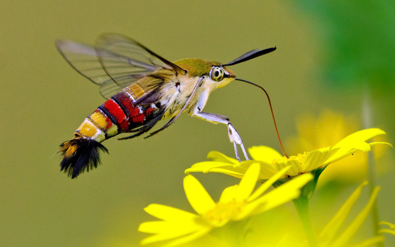 Sáu sinh vật kỳ diệu có thể nhìn xuyên thấu -0