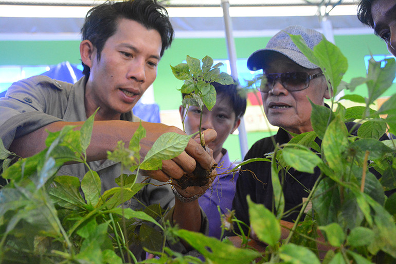 Đầu tư mở rộng diện tích trồng sâm Ngọc Linh -0