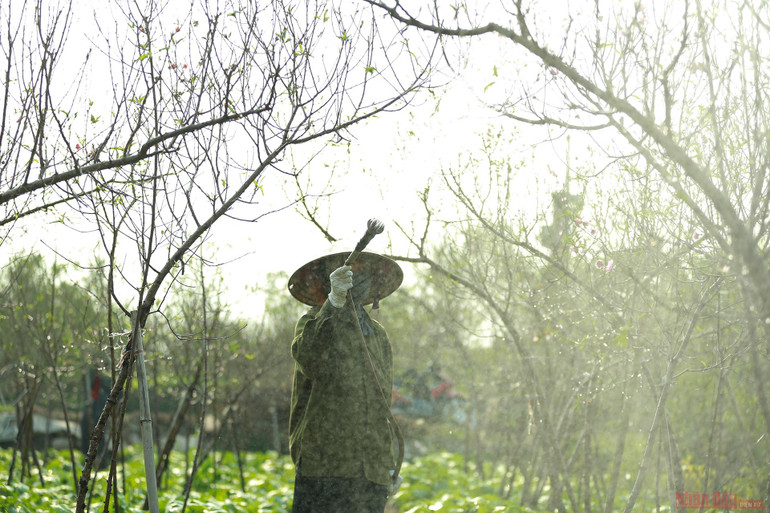 Người dân làng Nhật Tân tất bật tuốt lá đào chờ đón Tết Nguyên đán -0