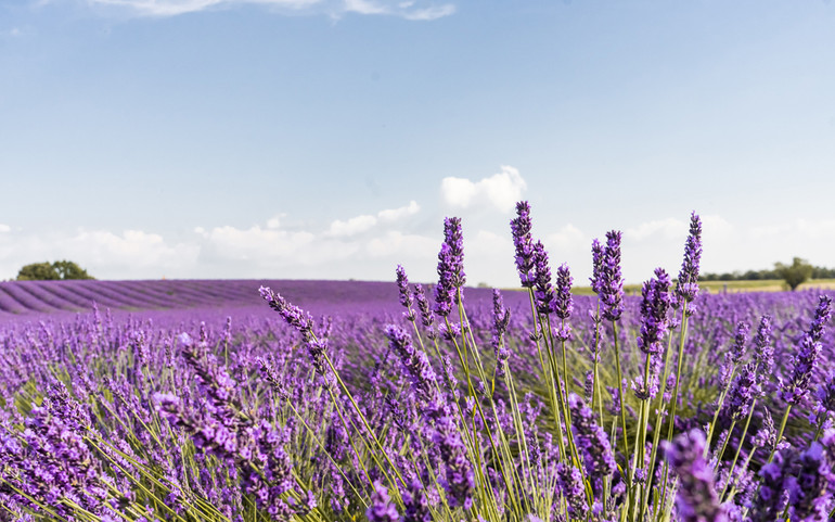 Tháng 7 tím sắc hoa oải hương ở cao nguyên Valensole nước Pháp -0