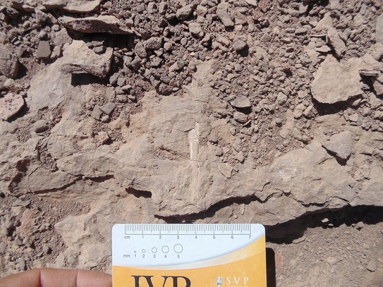 Một hóa thạch loài pterosaur được tìm thấy tại đồi Tormento thuộc sa mạc Atacama ở vùng Atacama, Chile. (Ảnh: Đại học Chile/Reuters) Chile phát hiện nghĩa địa hóa thạch của loài bò sát bay cổ đại ở sa mạc Atacama -0