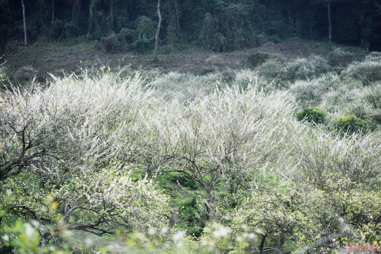 Ngất ngây mùa hoa mận trắng ở Mu Náu, Mộc Châu -0