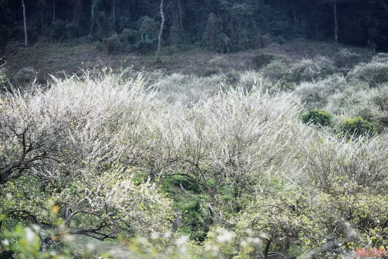 Ngất ngây mùa hoa mận trắng ở Mu Náu, Mộc Châu -0