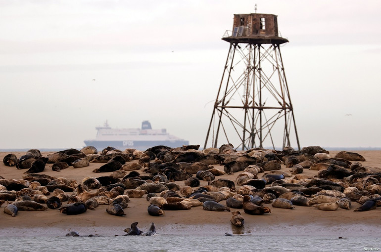 Hải cẩu quay trở lại bờ biển phía bắc nước Pháp -0