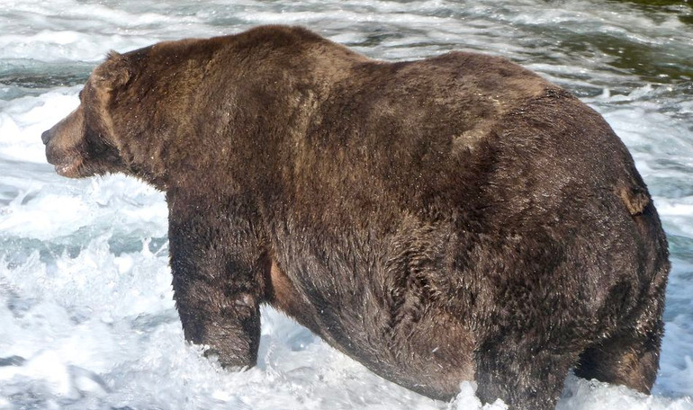 Chú gấu Super-chonk 747 là ứng cử viên cho ngôi vị của Fat Bear Week năm nay. Ảnh: Explore.org. Ngắm những chú gấu béo trước giấc ngủ đông -0