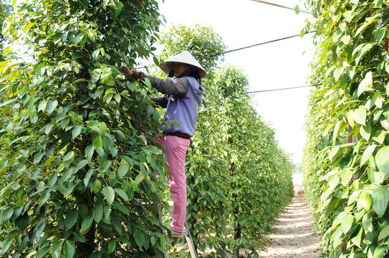 Vùng nguyên liệu nông sản xuất khẩu cũng cần được đầu tư nâng cao chất lượng hơn nữa. Xuất khẩu chính ngạch, hướng đi tất yếu cho nông sản sang Trung Quốc -0