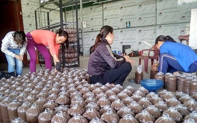 Trồng nấm sò ở xã Nam Lộc (Nam Đàn). (Ảnh: HỒNG SƯƠNG) Góp phần nâng cao chất lượng nguồn lao động và giải quyết việc làm cho lao động nông thôn -0